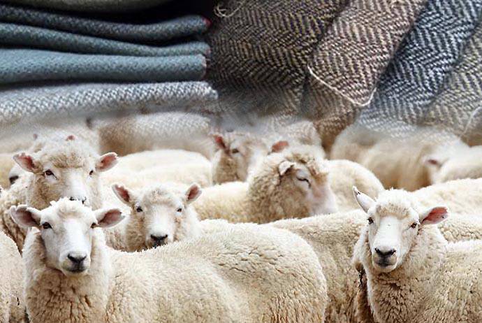 羊毛面料與綿羊們
