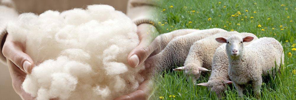 羊毛與綿羊